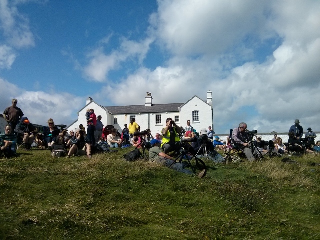 Down to business, Galley Head Whale Watch 18th Aug. © Calvin Jones
